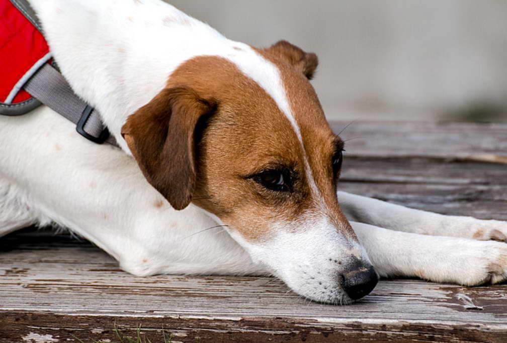 Jack Russell Terriers For Sale Rescues