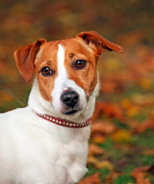 Jack Russell Terriers For Sale