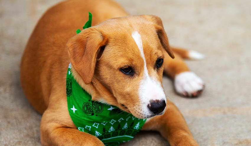 Terrier Lab Mix Puppy