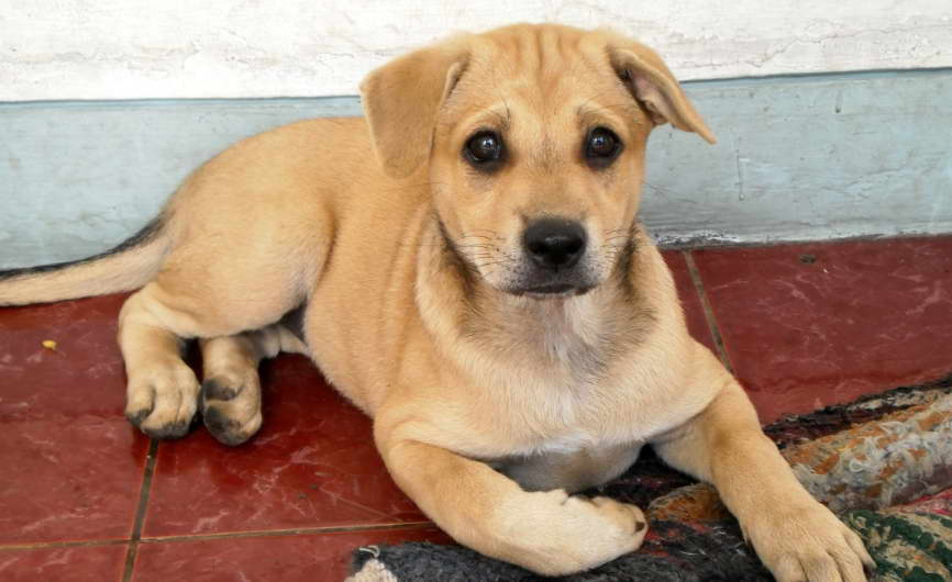 Terrier Lab Mix Puppy