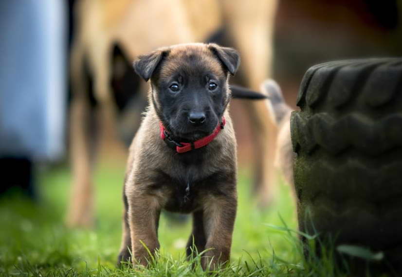 Terrier Lab Mix Puppy