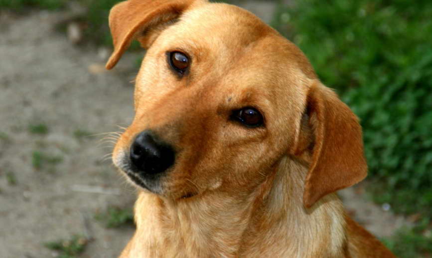 Terrier Lab Mix Puppy