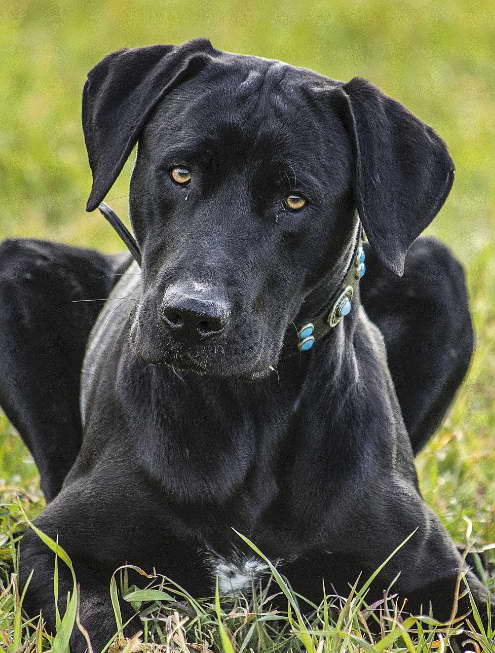 Terrier Lab Mix Puppy