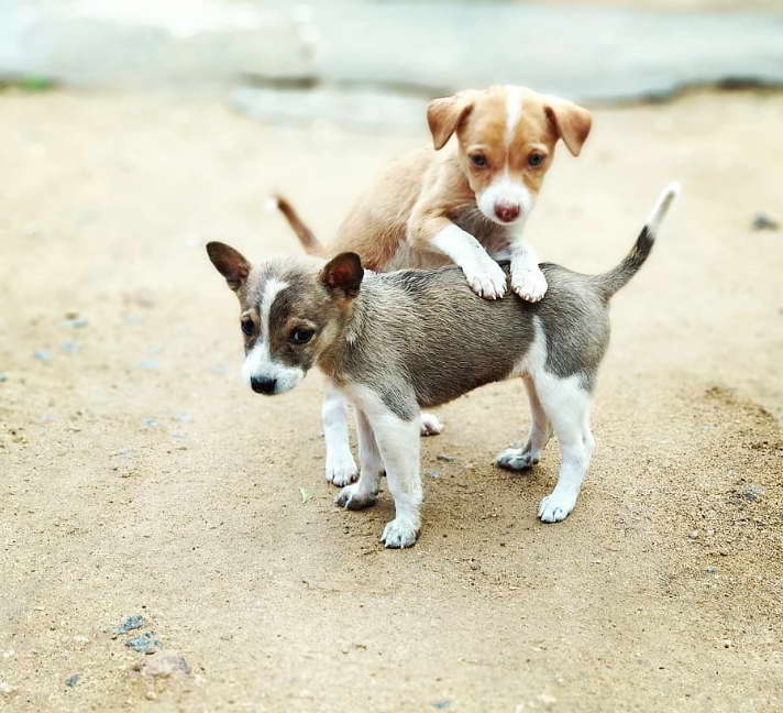 Breeding Jack Russell Terrier