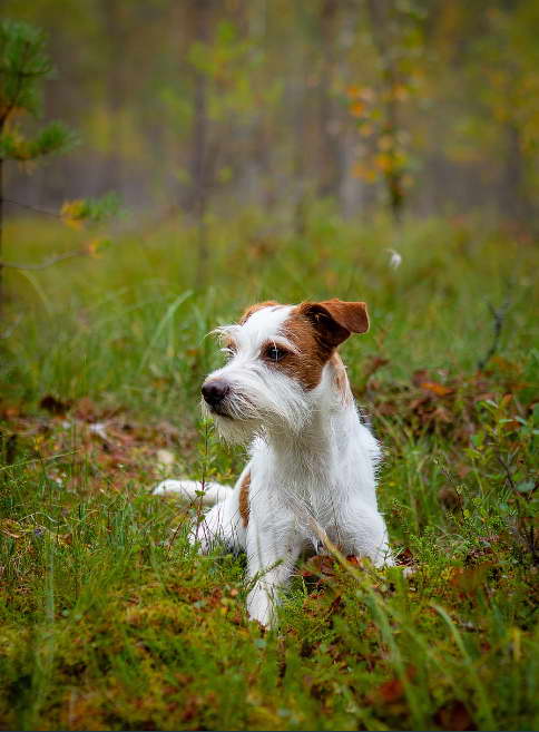 Jack Russell Terrier Wire Haired