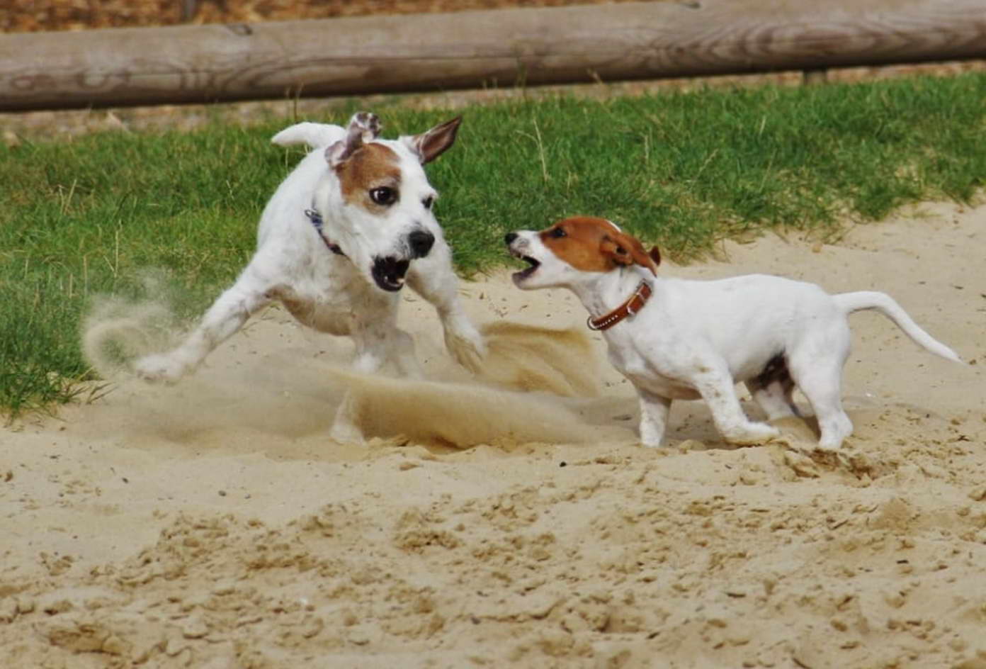 Lifespan of a Jack Russell Terrier