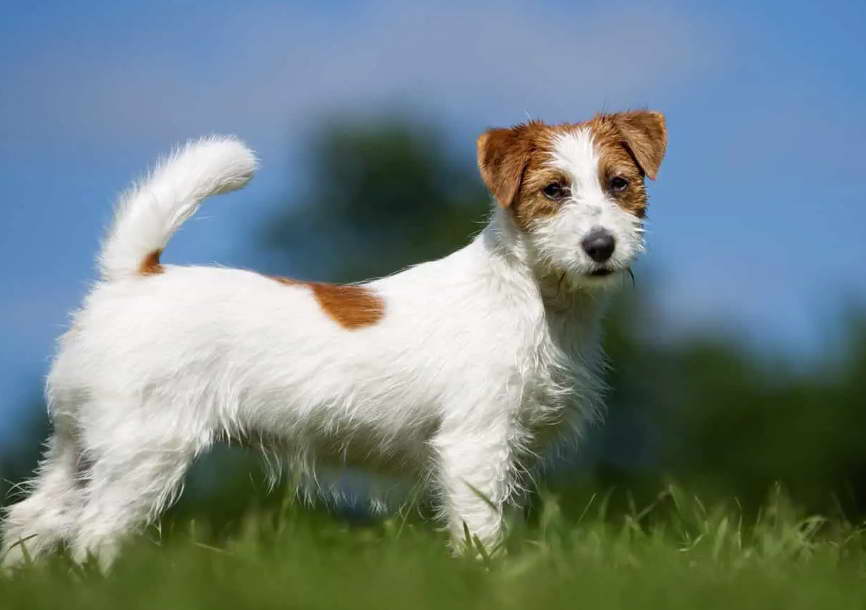 Long-Haired Jack Russell Terriers