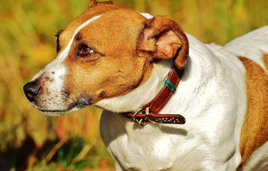 Personality of a Jack Russell Terrier