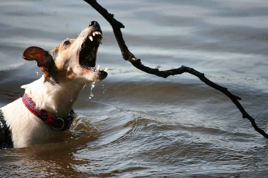 Understanding the Temperament of Jack Russell Terriers