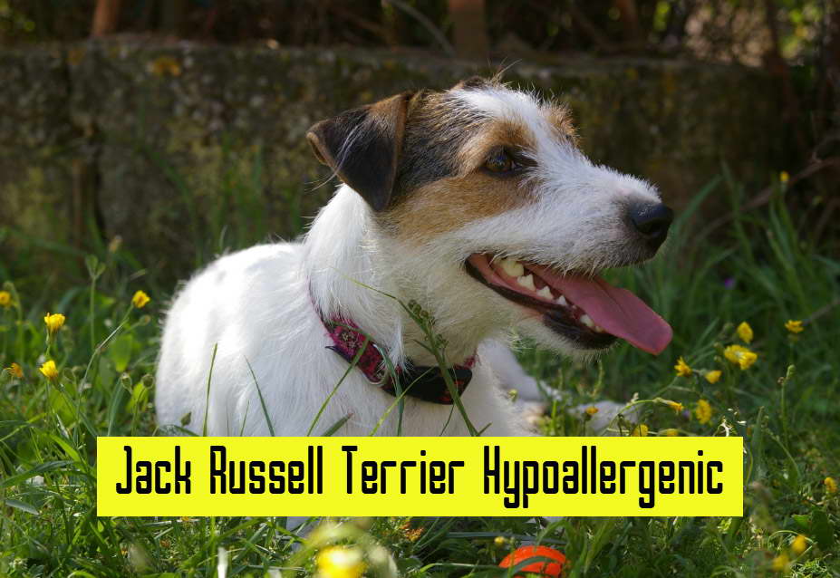 jack russell terrier hypoallergenic