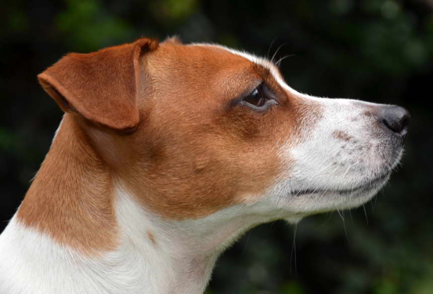 jack russell terrier