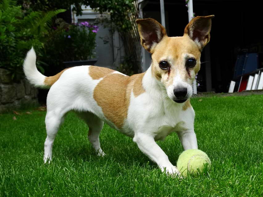 The Best Toys For Jack Russell Terrier