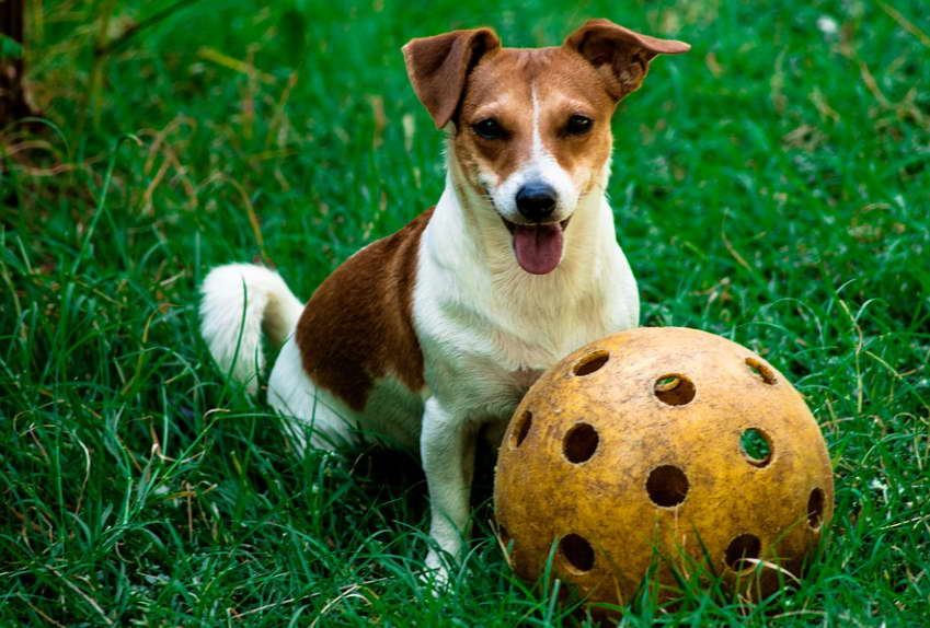 The Best Toys for Your Jack Russell Terrier