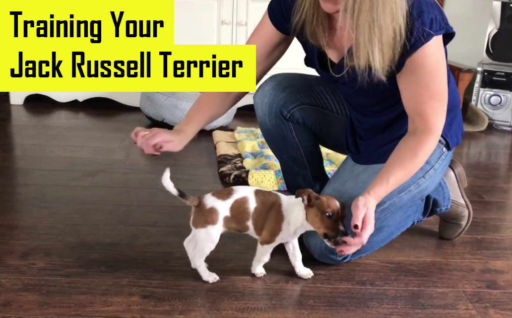 Training Your Jack Russell Terrier