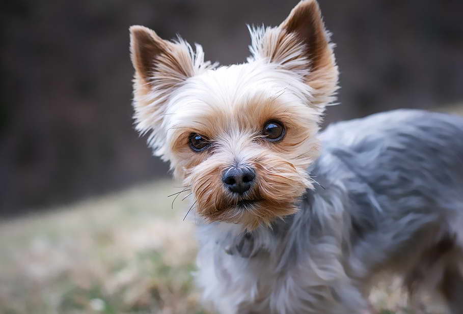 Facts About The Yorkshire Terrier sdas