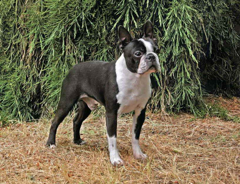 Boston Terrier Rescue Wisconsin