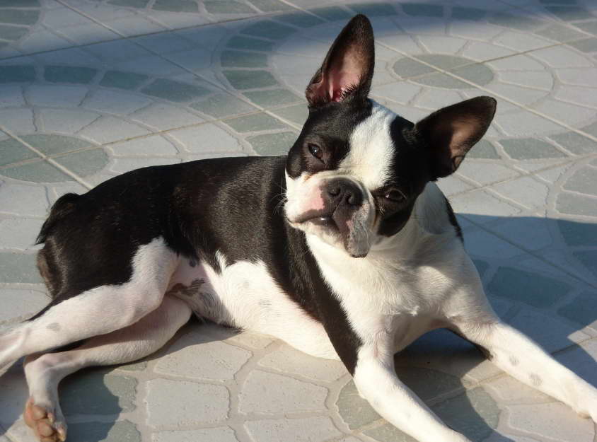 North Carolina Boston Terrier Rescue