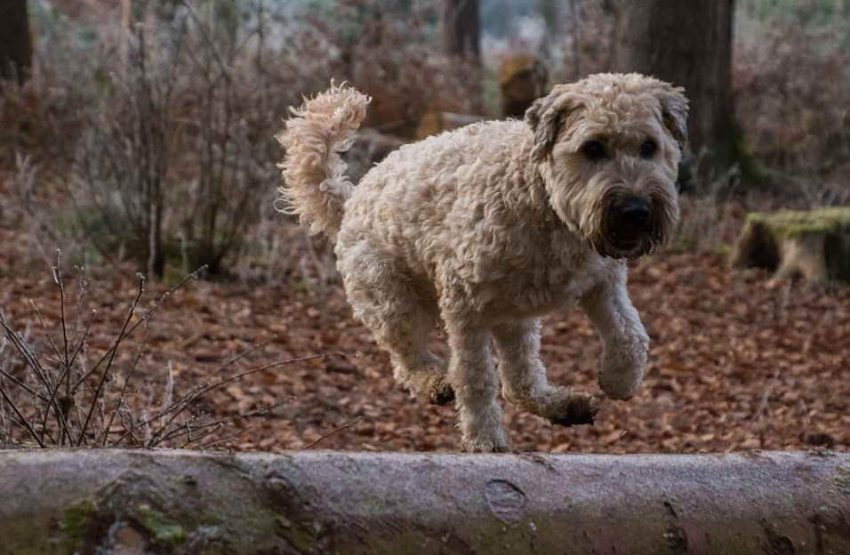 Supporting Soft Coat Wheaten Terrier Rescue Efforts