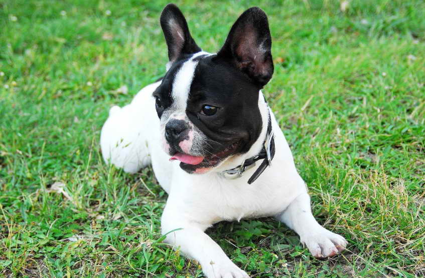 Understanding Michigan Boston Terrier Rescue