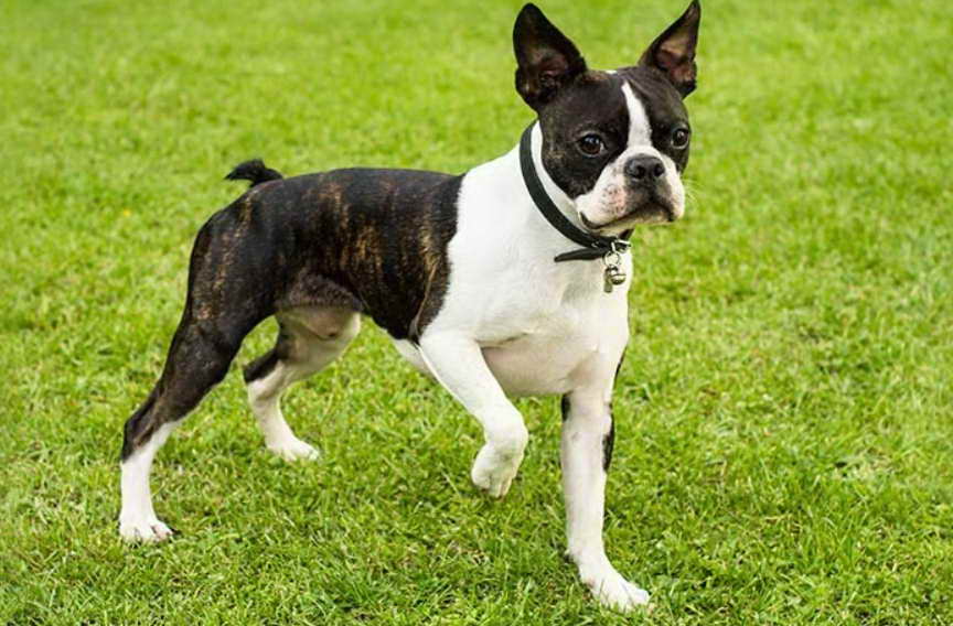 What is Boston Terrier Rescue Wisconsin