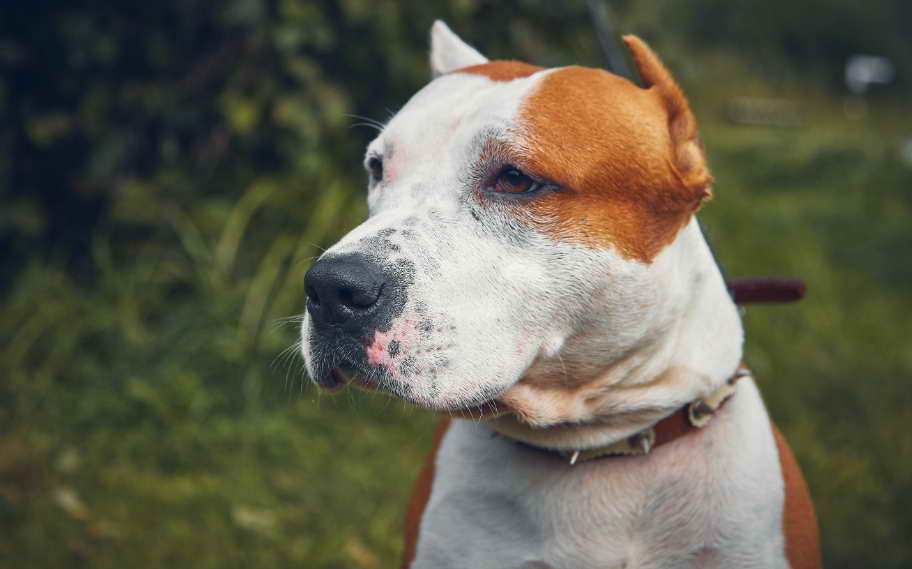 American Staffordshire Terrier Rescue What You Need to Know