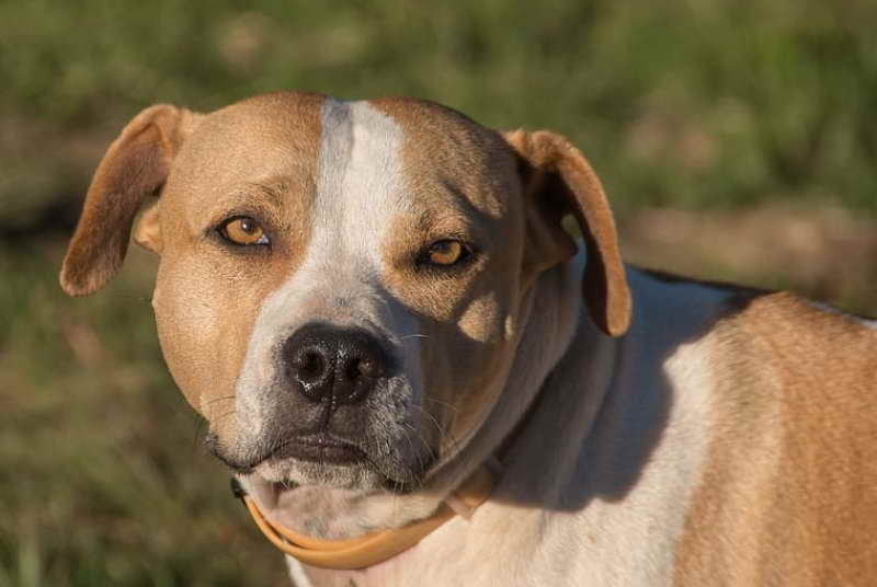 American Staffordshire Terrier Rescue