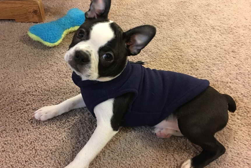 Austin Boston Terrier Rescue A Lifesaving Mission