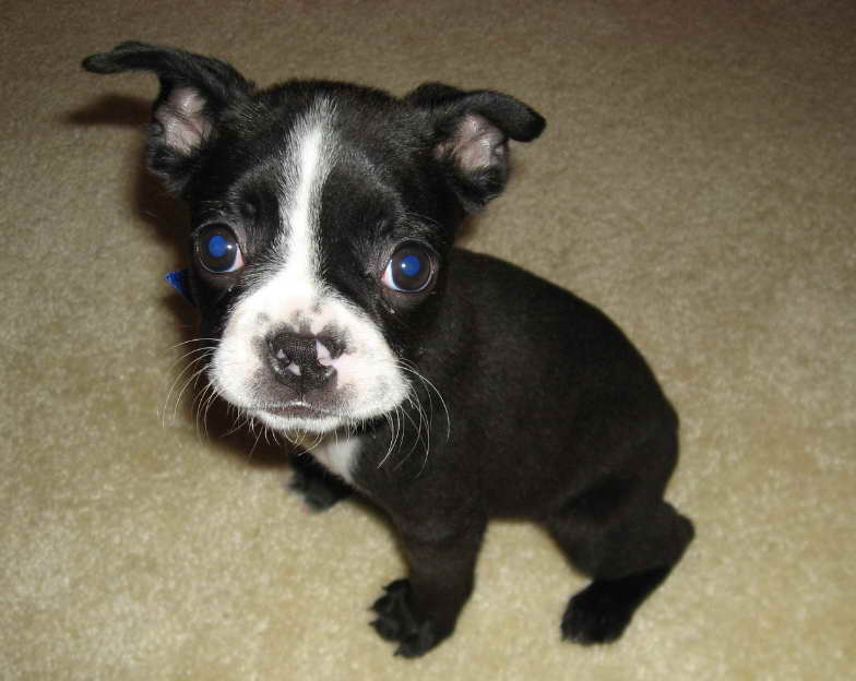 Boston Terrier Rescue Available Dogs A Loving Choice