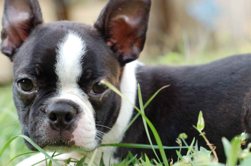 Boston Terrier Rescue Available Dogs