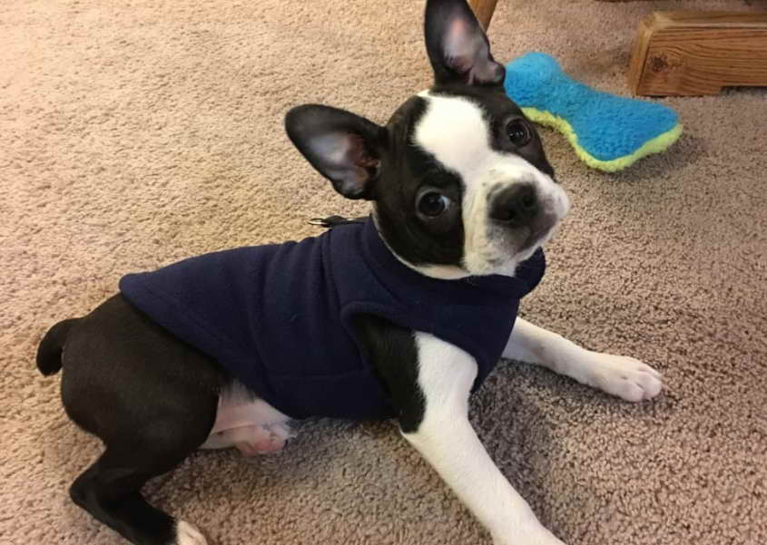 Boston Terrier Rescue Georgia