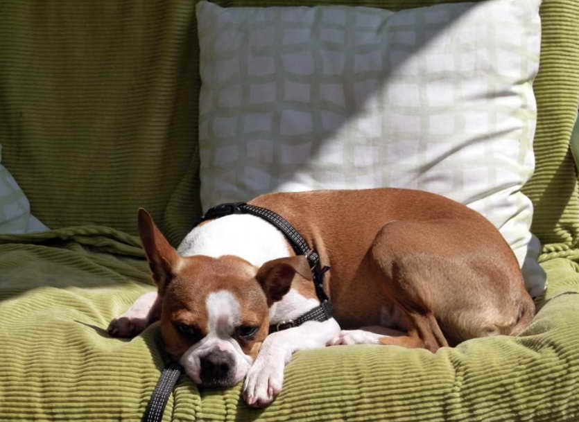 Boston Terrier Rescue In Massachusetts Costs