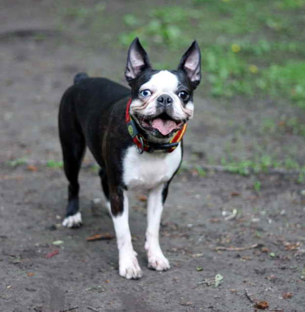 Boston Terrier Rescue Minnesota Costs