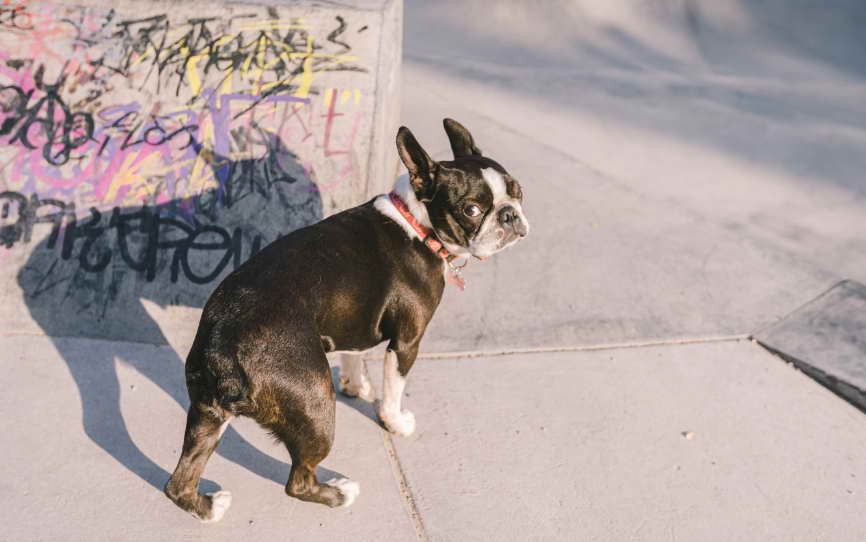 Boston Terrier Rescue Of East Tennessee Costs