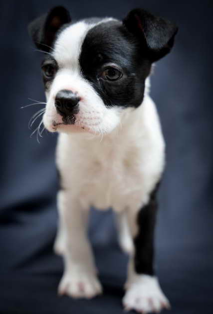 Boston Terrier Rescue Of East Tennessee