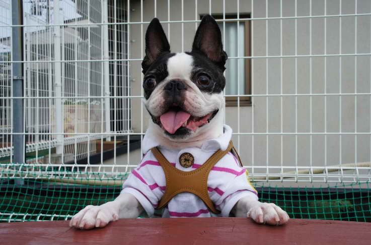 Boston Terrier Rescue PA