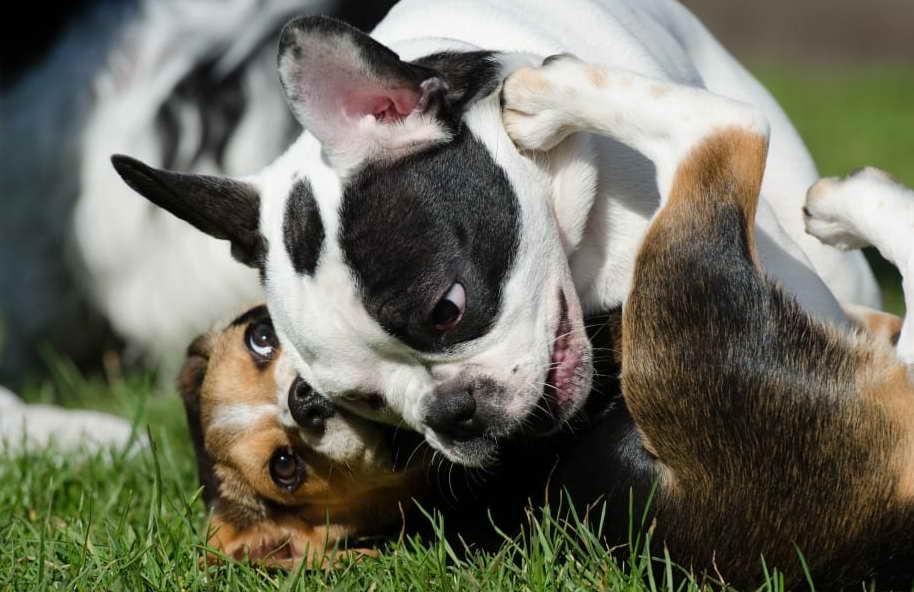 Boston Terrier Rescue South Carolina Adoption