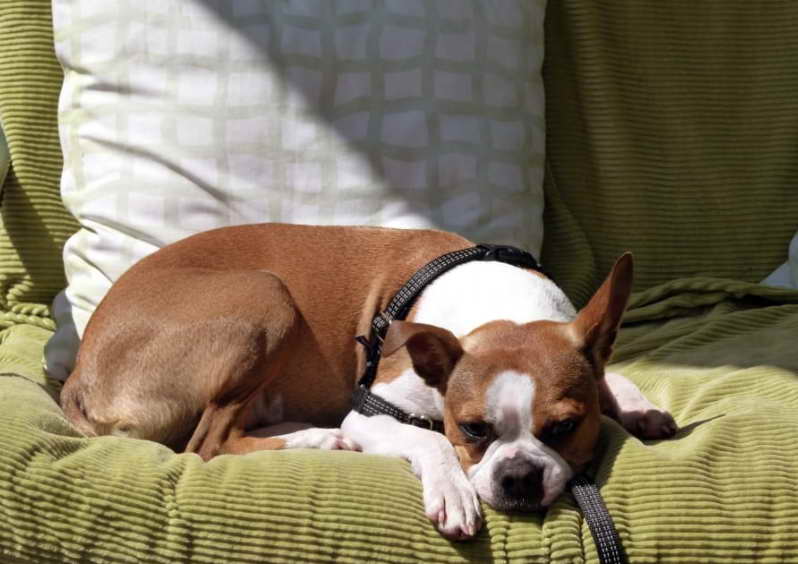 Boston Terrier Rescue South Carolina