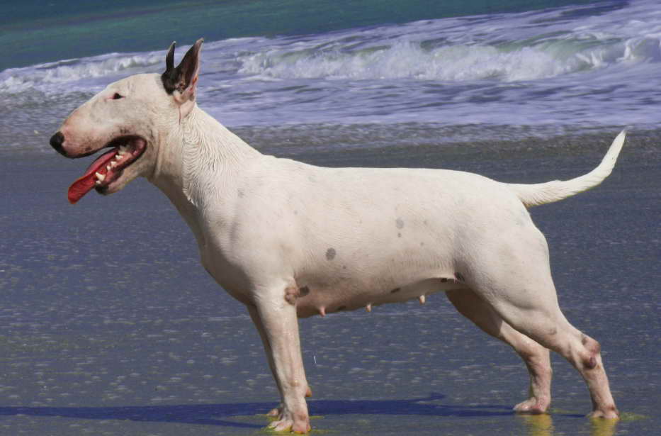 Bull Terrier Rescue Near Me Cost