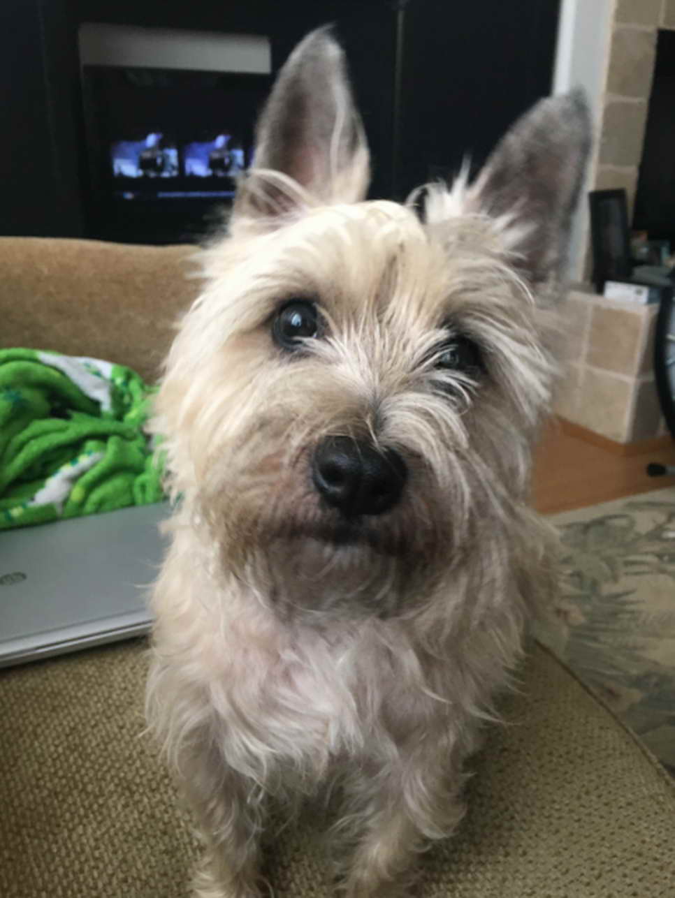 Cairn Terrier Rescue Florida Giving Second Chances