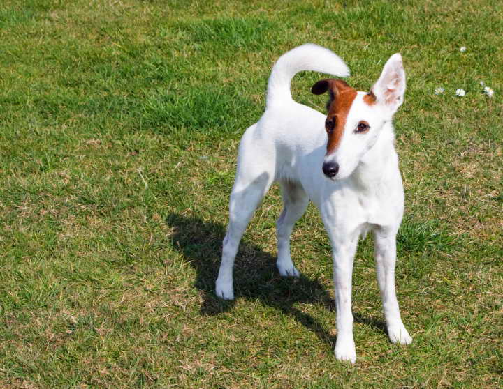 Finding Rat Terrier Rescue Organizations Near Me