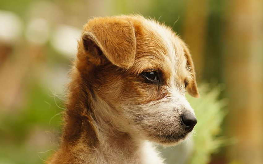 Florida Terrier Rescue