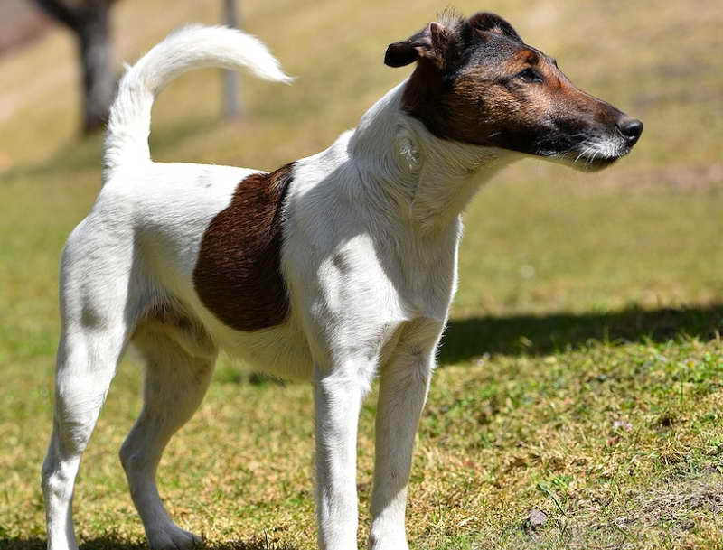 Fox Terrier Rescue