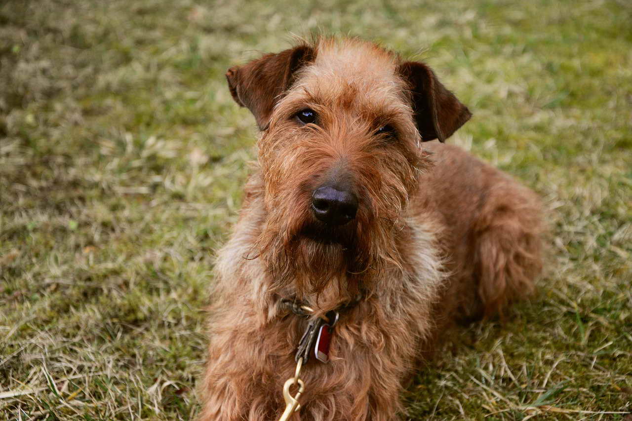 Irish Terrier Rescue