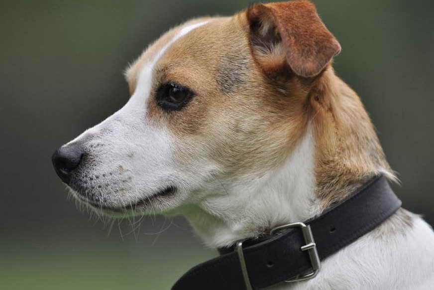 Parsons Russell Terrier Rescue