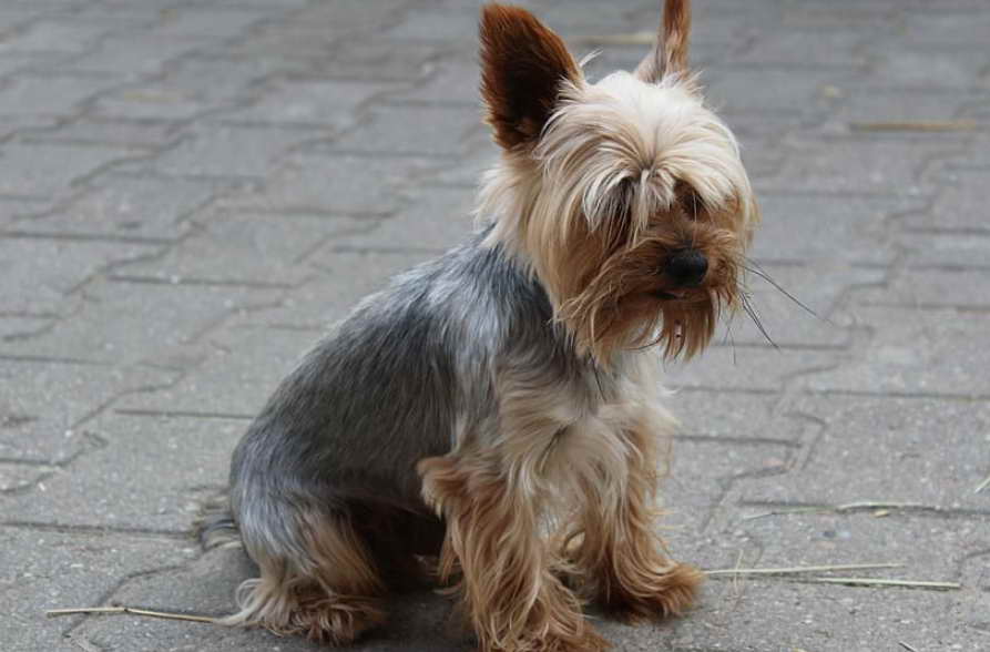 Preparing Your Home for a Silky Terrier