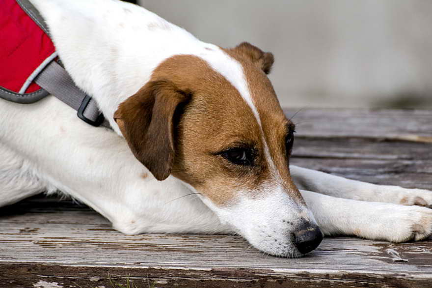 The Role of Fox Terrier Rescue Organizations