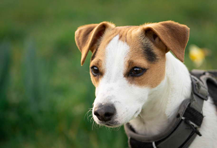 Understanding Parsons Russell Terrier Rescue