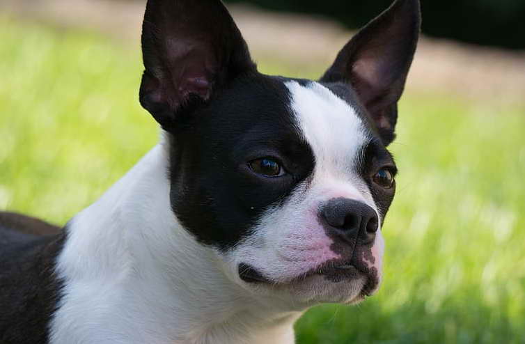 Virginia Boston Terrier Rescue A Beacon of Hope