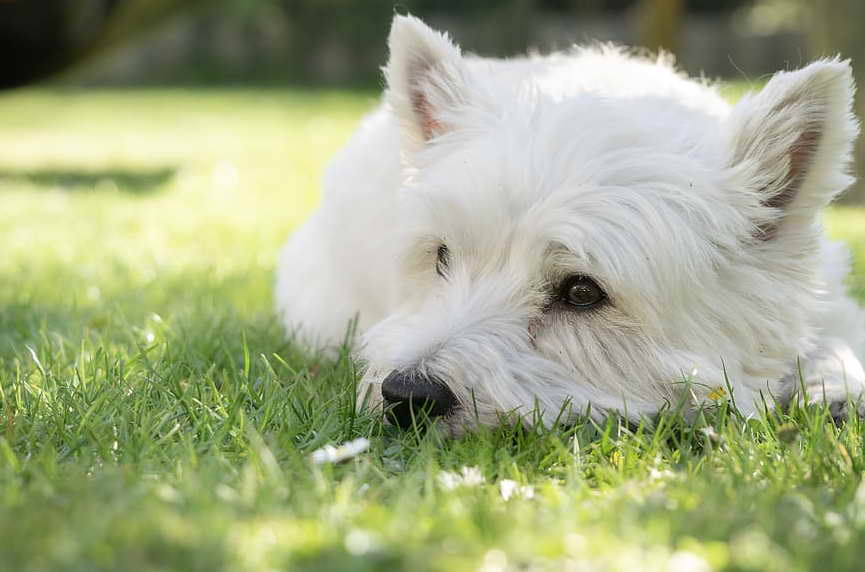 West Highland White Terrier Rescue A Heartwarming Pursuit