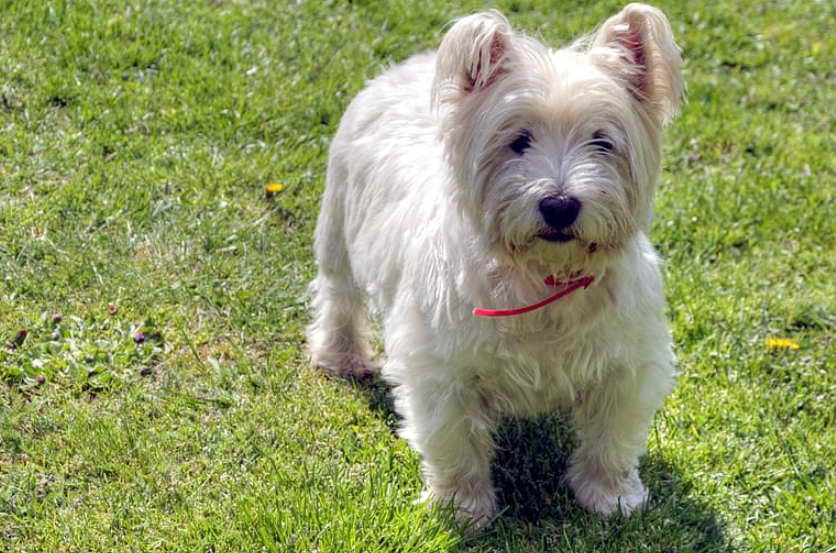 West Highland White Terrier Rescue